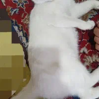 گربه پرشین بریتیش