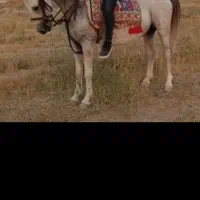 مادیان شکم طلا|اسب و تجهیزات اسب‌سواری|داراب, |دیوار