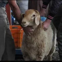گوسفند ذبحی و خونی مستقیم ازدامدار