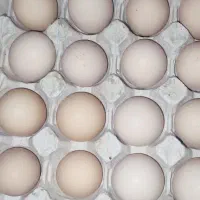 تخم مرغ نطفه دار کاملا ضمانتی