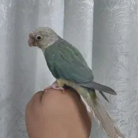 گرینچیک