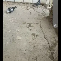 کفتر‌|پرنده|کلاله, |دیوار