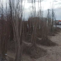 فروش انواع نهال میوه پیوندی مثمر و غیر مثمر