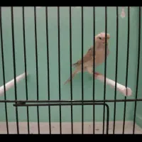 قناری نر قرص بخون|پرنده|رودهن, |دیوار