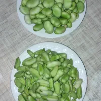 باقالاسبزوتازه