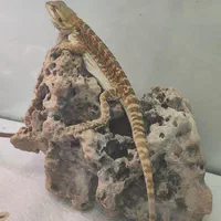 بیردد دراگون 3ماهه