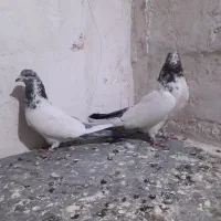 سلام درود بر شما عشق بازان ۴ عدد کبوتر ناب.|پرنده|کبودرآهنگ, |دیوار