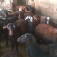 فروش گوسفند