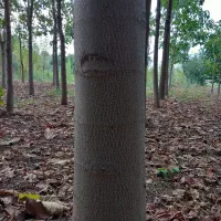 فروش چوب پالونیا