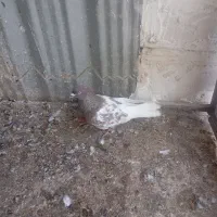 سلام 3عدد صید|پرنده|مشهد, یاس|دیوار