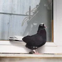 کبوتر پرشی 4طوق