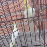 عروس هلندی|پرنده|گنبد کاووس, |دیوار