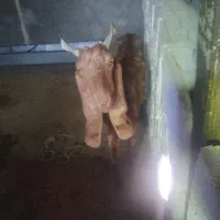 بزکامورایی پاکستانی|حیوانات مزرعه|ایذه, |دیوار