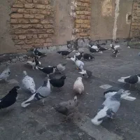 کبوتر رنگی اس اس حدود ۴۰ عدد|پرنده|تاکستان, |دیوار