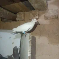 کفترپرشی ضربه|پرنده|سبزوار, قصبه شرقی|دیوار