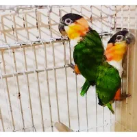 مرکز تخصصی طوطی سانان کیانشاه|پرنده|نیشابور, هفده شهریور|دیوار