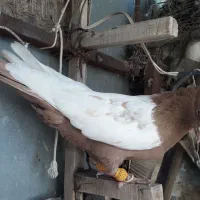 کفتر|پرنده|شیراز, گلکوب|دیوار