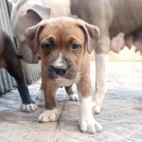 پیتبول ماده