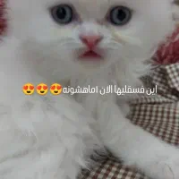 پرشین عروسکی چشم ابی|گربه|یزد, |دیوار