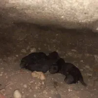 ژرمن ورک فروشی بچه هاش