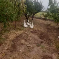 غوغاز
