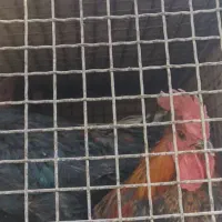 مرغ خروس محلی|حیوانات مزرعه|شیراز, میانرود|دیوار