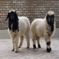 سه عدد بره عربی نر