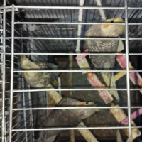 عروس هلندی قیمت مقطود|پرنده|کرج, خلج آباد|دیوار