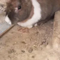 خرگوش ماده سرحال و سالم