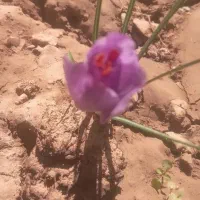 فروش گل زعفران بازعفران پاک شد|عمدهفروشی|آبیک, |دیوار