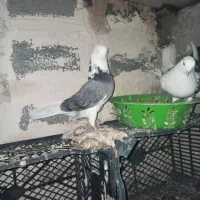 3عدد کبوتر یک نر دو ماده|پرنده|لاجان, |دیوار