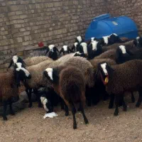 شیشک و تقلی