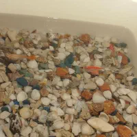 ماهی|ماهی|نوشین شهر, |دیوار