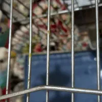 مرغ عشق مولد|پرنده|ملارد, |دیوار