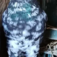 کبوتر رفتنی