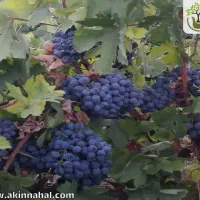 فروش یه قطعه زمین با درخت