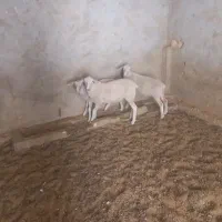 باسلام فروش بچه میش لاکن به فروش می‌رسد