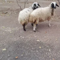 دو گوسفند ماده زیبا|حیوانات مزرعه|آذرشهر, |دیوار