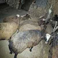 گوسفند جوون سر حال و داشتی