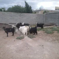 بز کهره دار شهر کردی