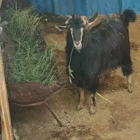 بزغاله نر ماده