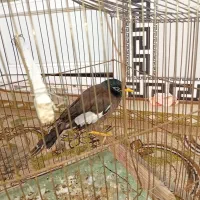 یک مینای دستی