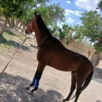 اسب|اسب و تجهیزات اسبسواری|تربتحیدریه, باغ سلطانی|دیوار