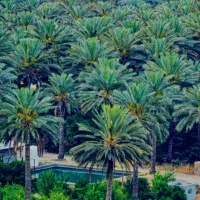 باغ-متراژ-زیاد