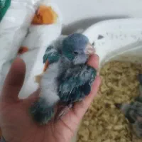 1عددطوطی راهب سرلاکی|پرنده|ارطه, |دیوار