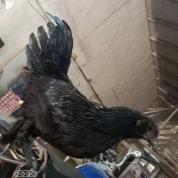 تخم ایام سمانی مرغ خروس جوجه|حیوانات مزرعه|مشهد, بهار|دیوار