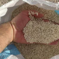 برنج عنبربو شوشتر|خوردنی و آشامیدنی|تهران, شهرک دانشگاه شریف|دیوار