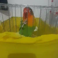 جفت طوطی برزیلی ۷ رنگ|پرنده|دورود, |دیوار