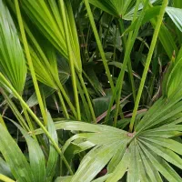 پالم فن چینی|گل و گیاه طبیعی|بندر انزلی, جزیره|دیوار