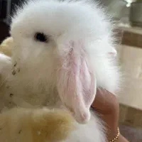 خرگوش تمام لپ سفید چشم‌آبی